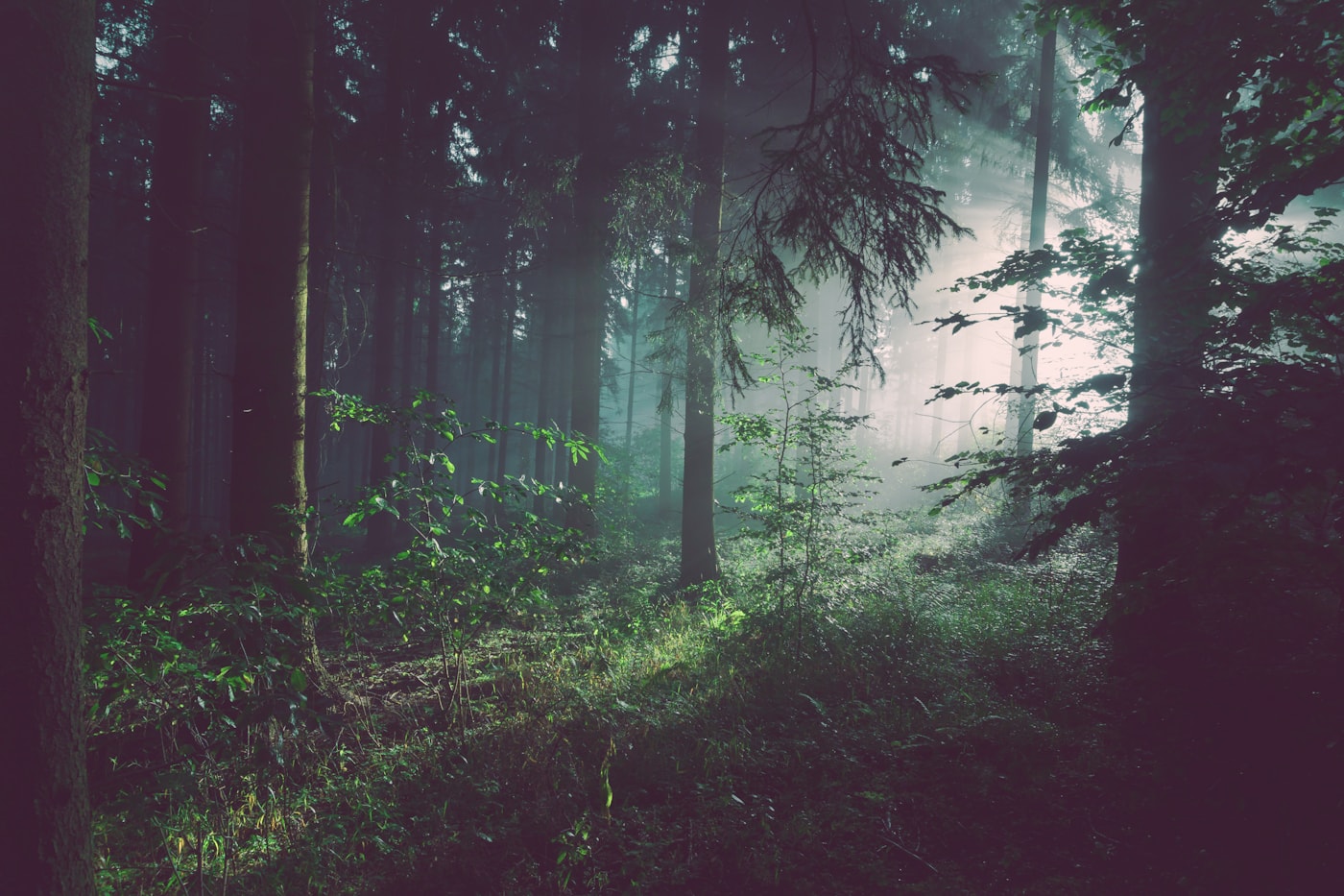 Sunlight passing through layers of green leaves